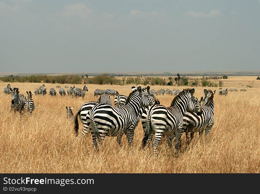 Zebras In Kenya S Maasai Mara