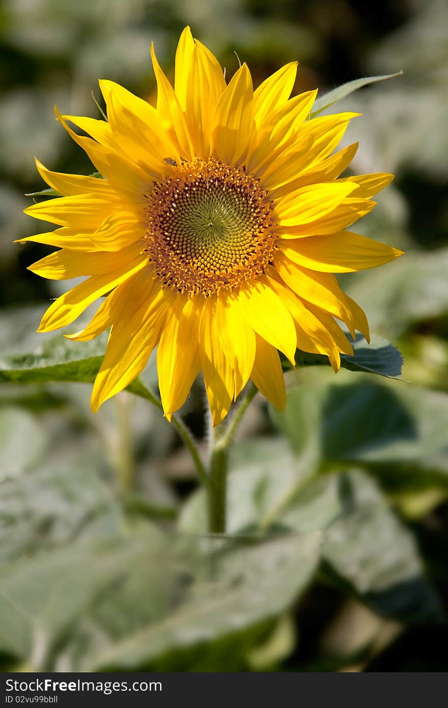 Sunflower