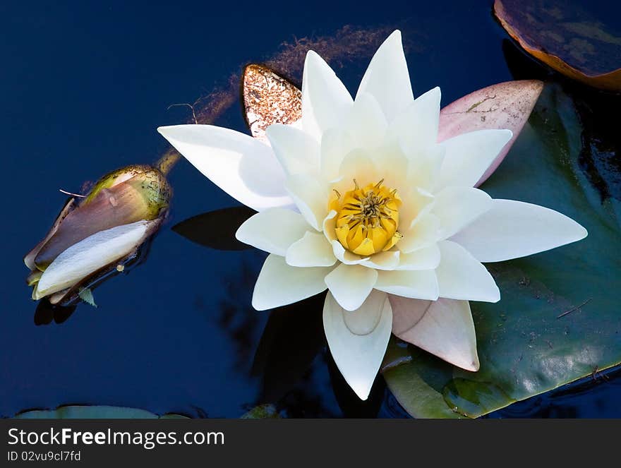 Water lily