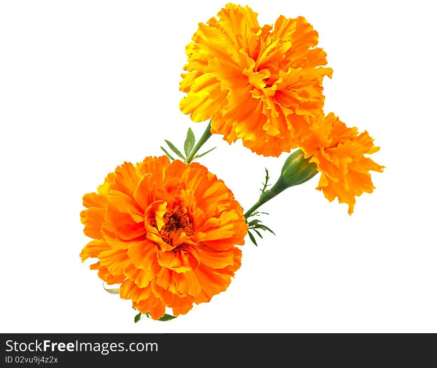 Marigold flower on a white background