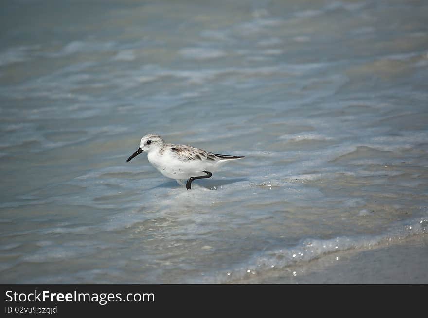 Sanderling on the Shore