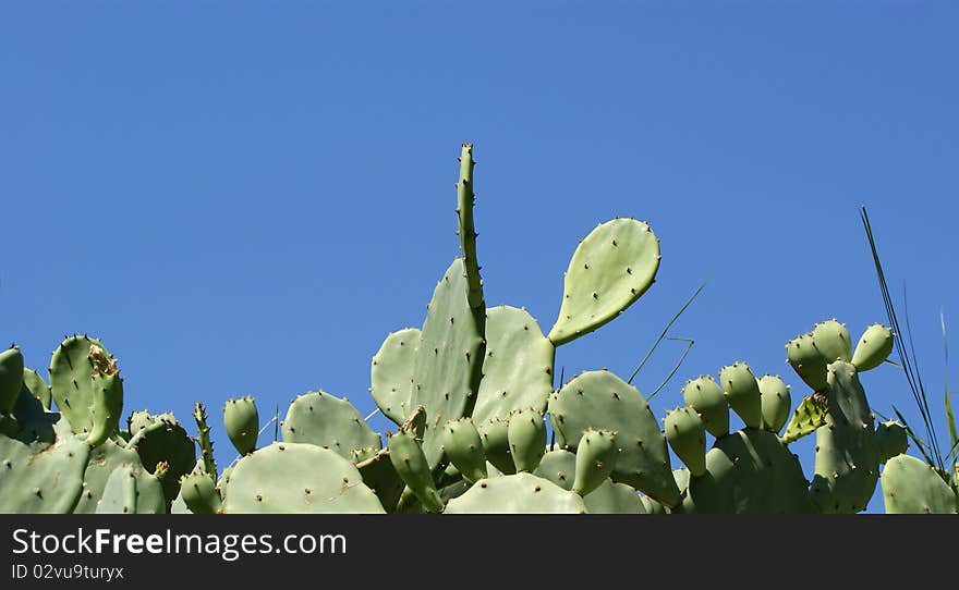 Cactus Opuntia on the nature