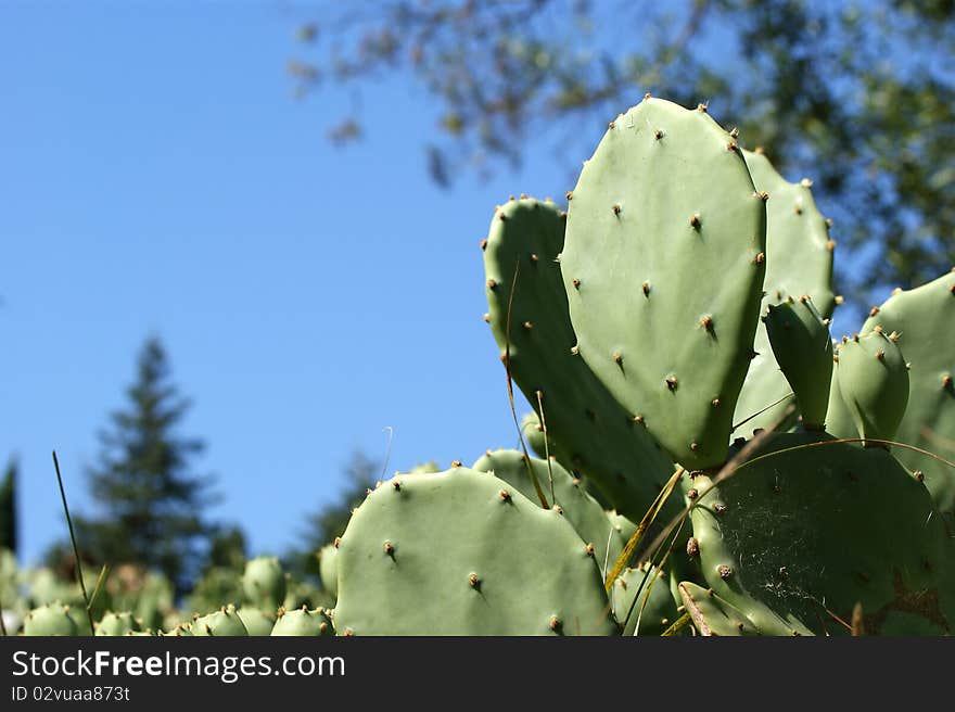 Cactus Opuntia, isolated on a black background.