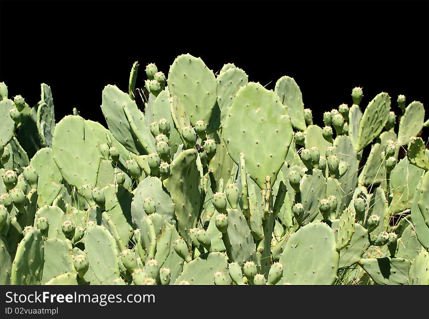 Cactus Opuntia, isolated on a black background