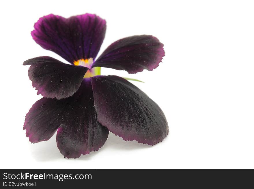 A pansy violet isolated on a white background