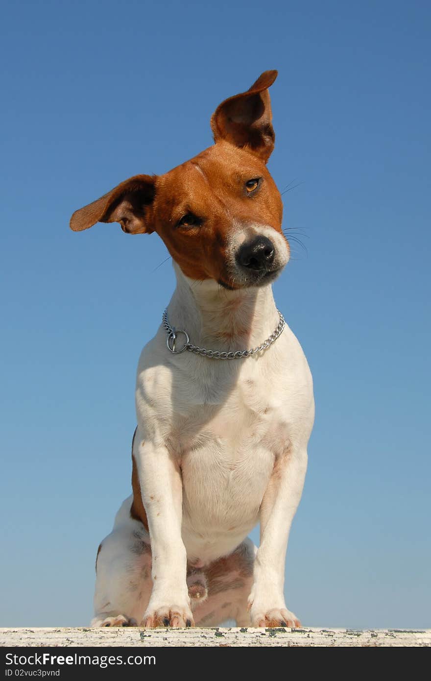 Portrait of a purebred jack russel terrier in the nature