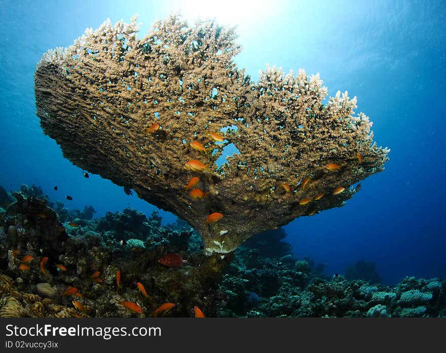 Shot underneath a table coral structure. Shot underneath a table coral structure