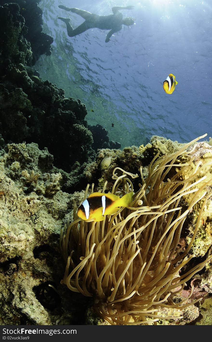 Fish and snorkeler in red sea. Fish and snorkeler in red sea