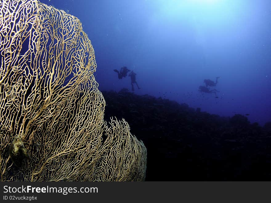 Gorgonian sea fan and scuba divers in red sea