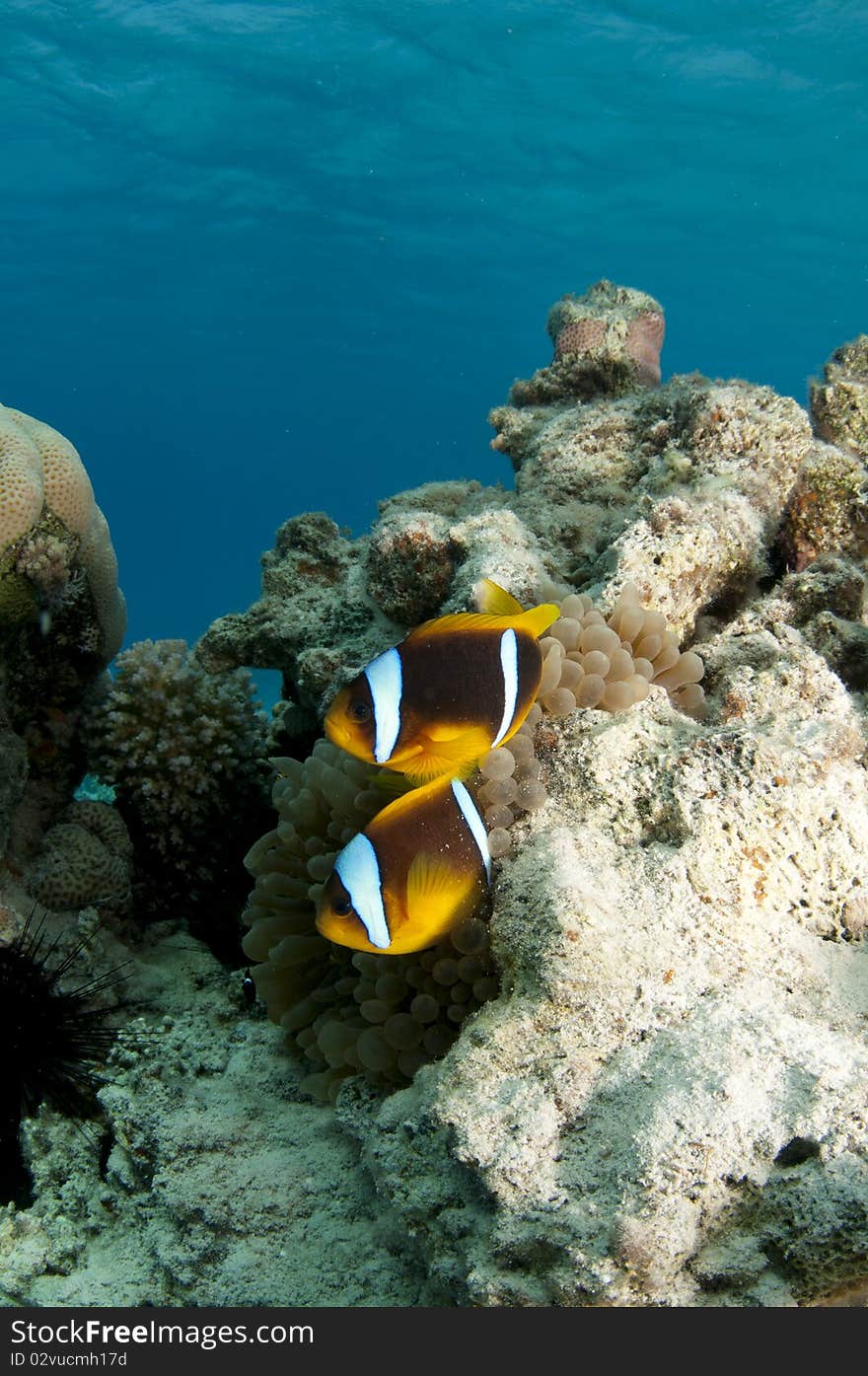 Two anemone fish swim on top of anemone