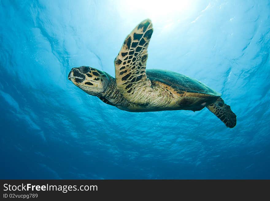 Sea turtle swims in ocean