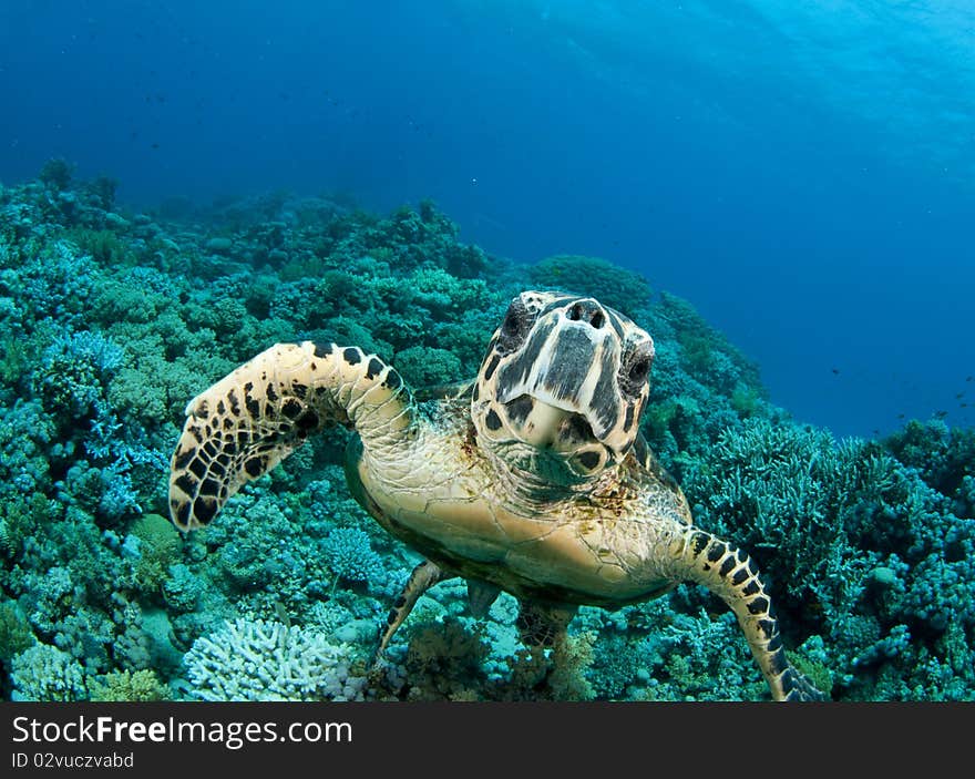 Turtle swims into the camera. Turtle swims into the camera