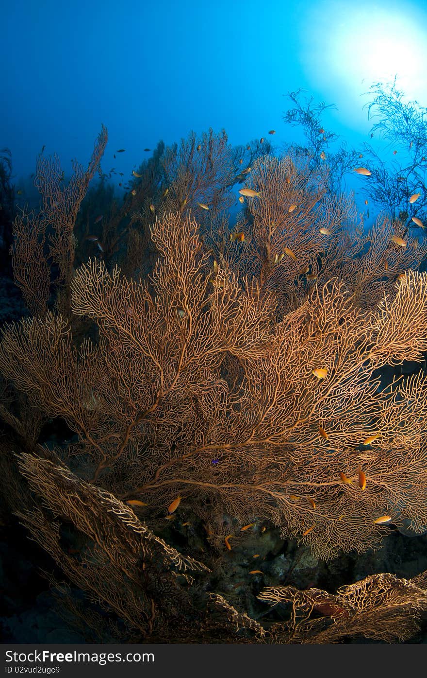 Pristine gorgonian underwater forest in the red sea. Pristine gorgonian underwater forest in the red sea