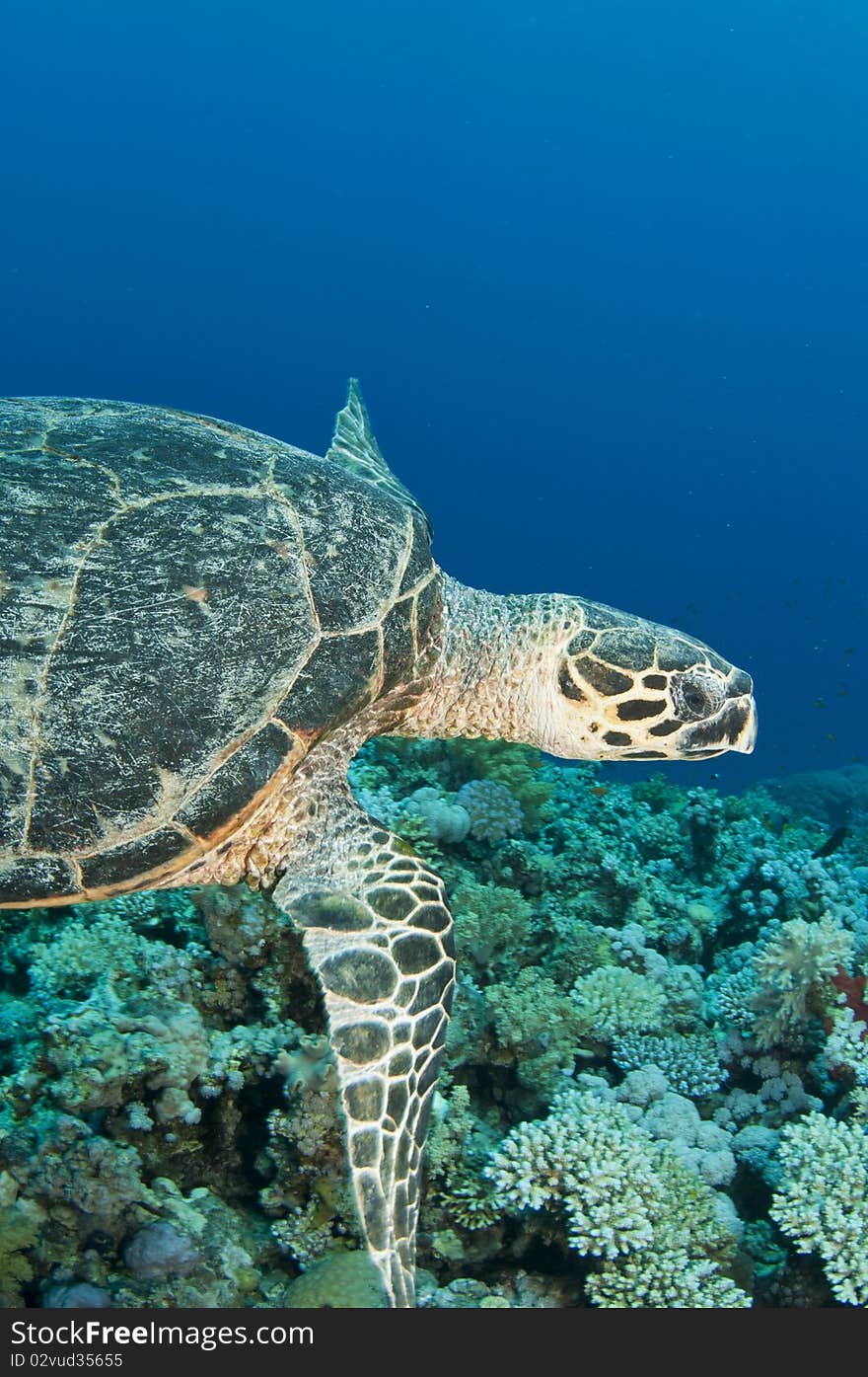 Sea turtle swims in ocean