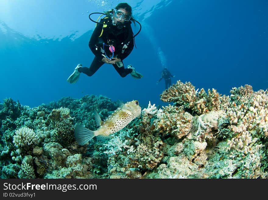 Scuba diver and puffer fish on coral reef