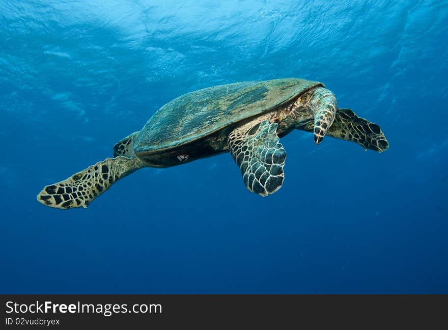 Sea turtle swims away from camera