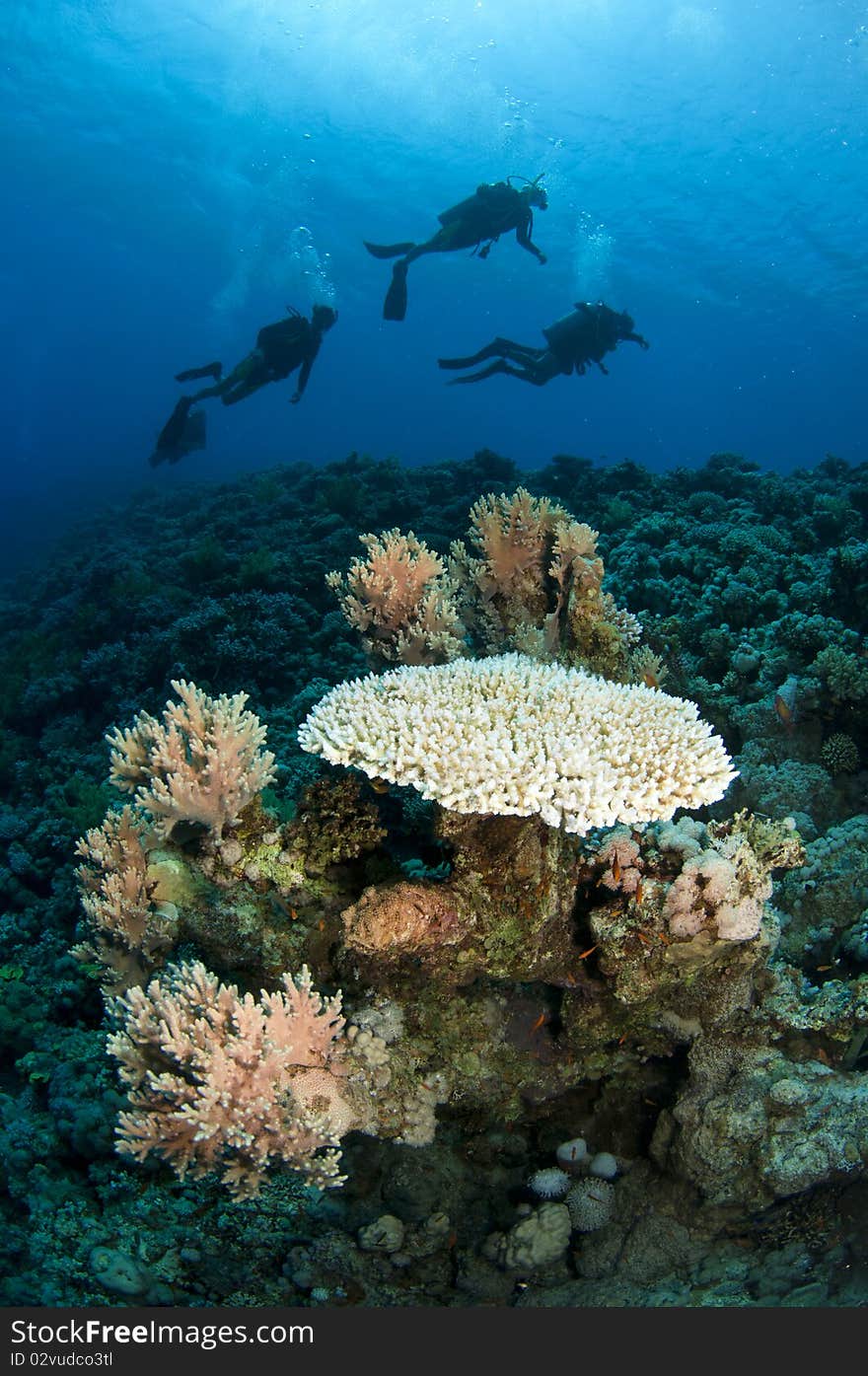 Scuba divers silhouetted with coral in foreground