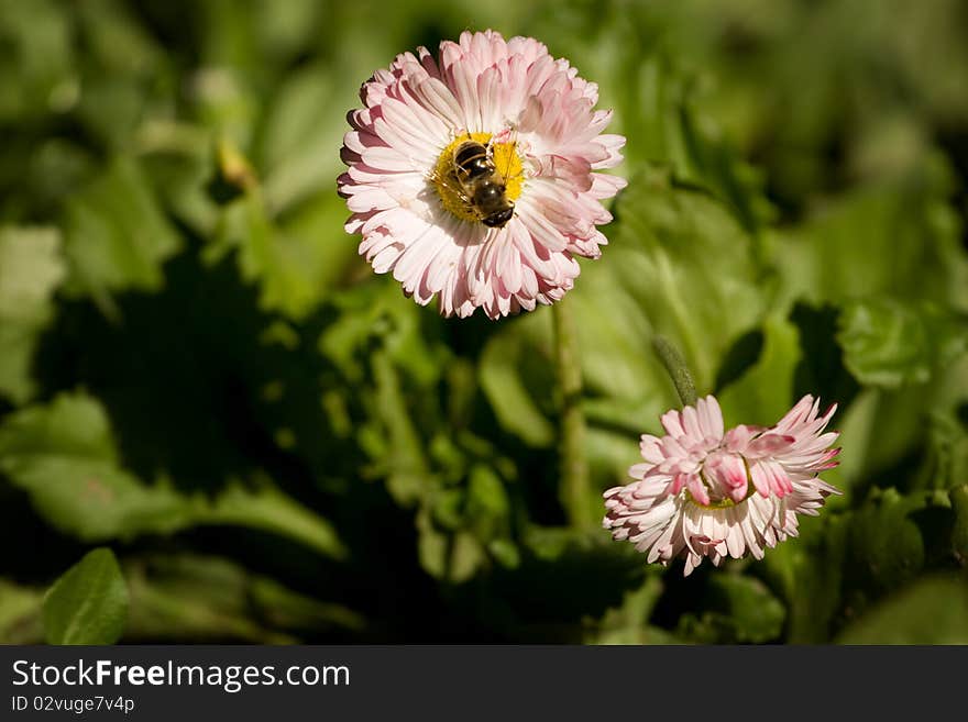 Flower and bee