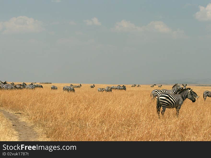 Zebras In Kenya S Maasai Mara