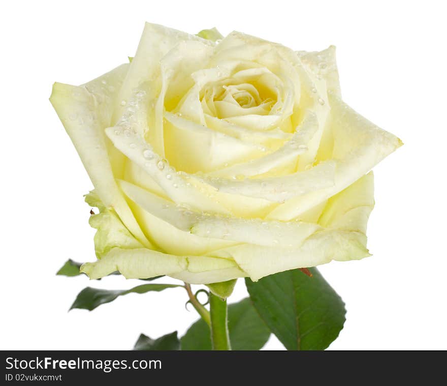 Close-up white rose, isolated on white