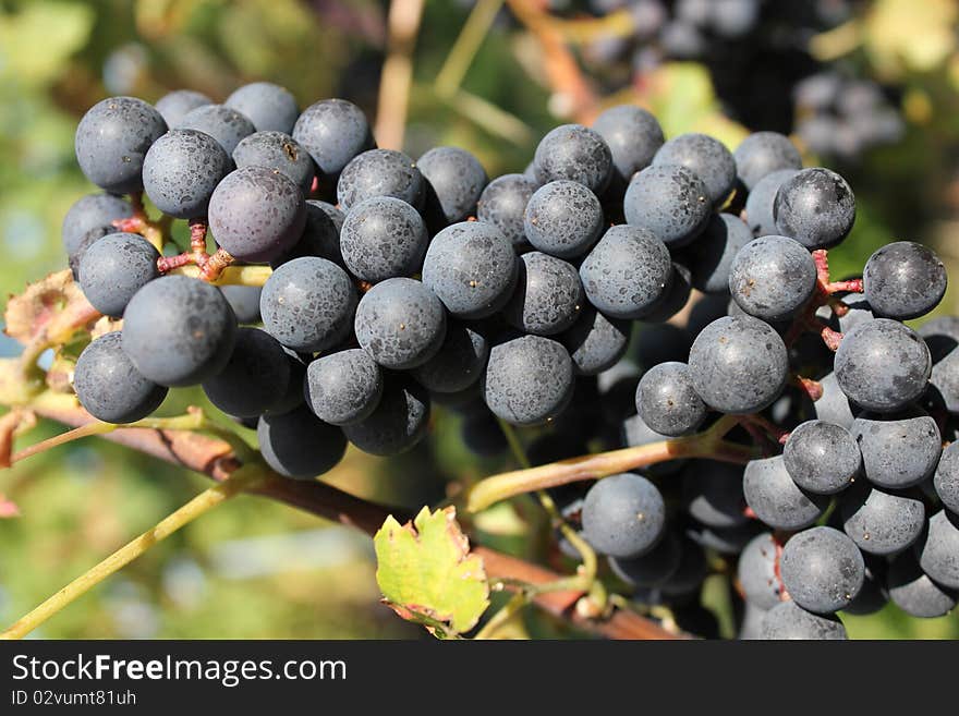 Grapes purpule and black and plants