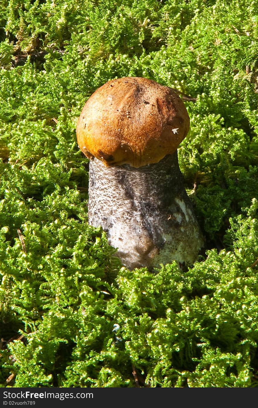 Leccinum