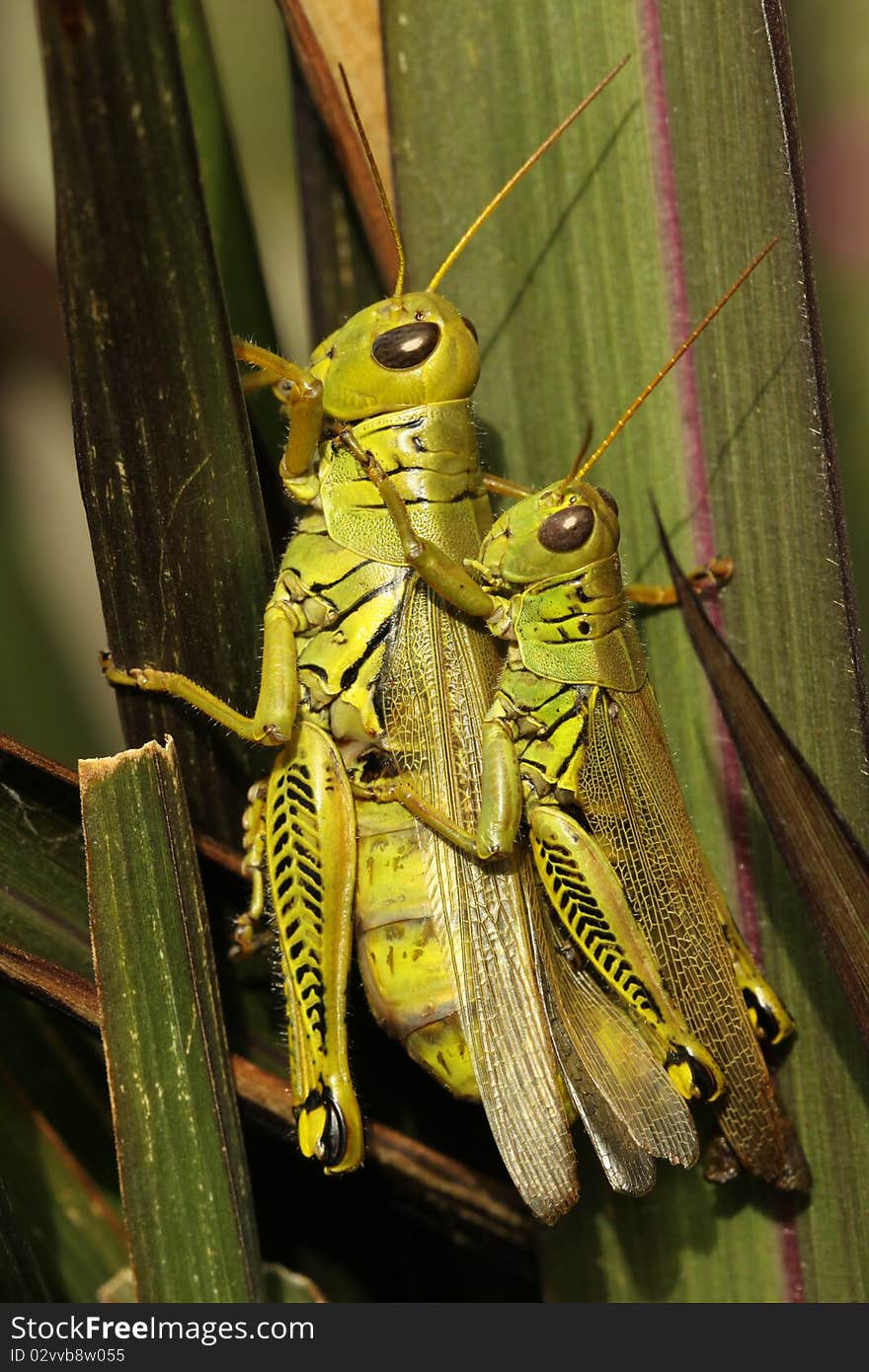 Two differential grasshoppers on a leaf in a flower garden