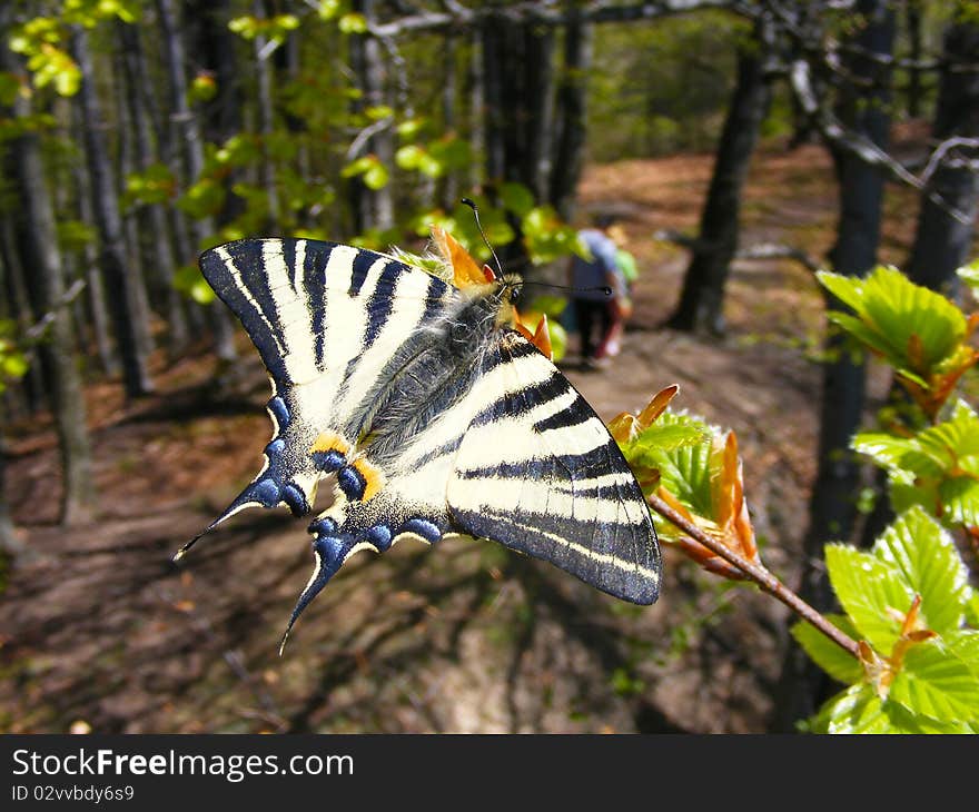 Butterfly in the forest.