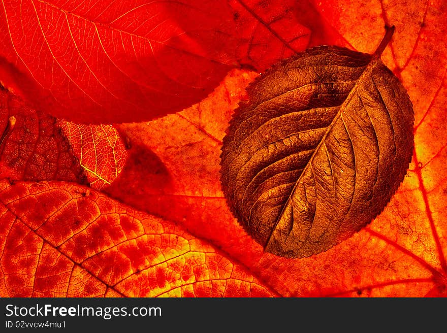 Background of different red color leaves. Background of different red color leaves