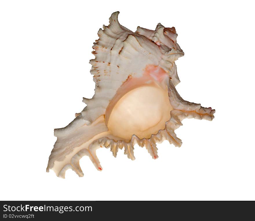 Light pink shellfish isolated on white background. Light pink shellfish isolated on white background