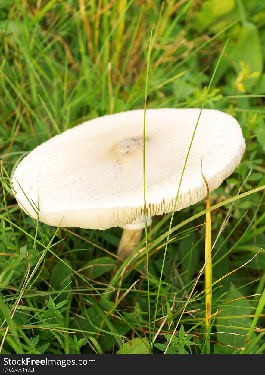 Cystolepiota high grass growing in