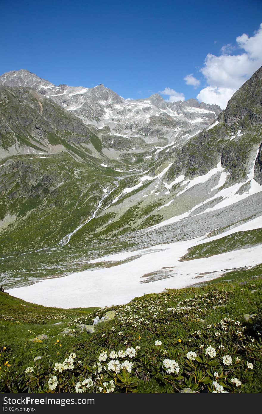 Flowering rhododendron in the Caucasus mountains. Flowering rhododendron in the Caucasus mountains