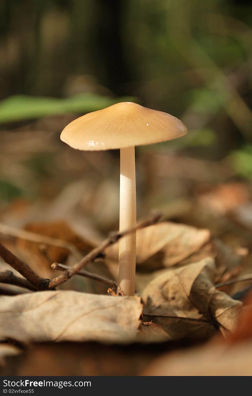 Lonely fungus mushroom in the forest