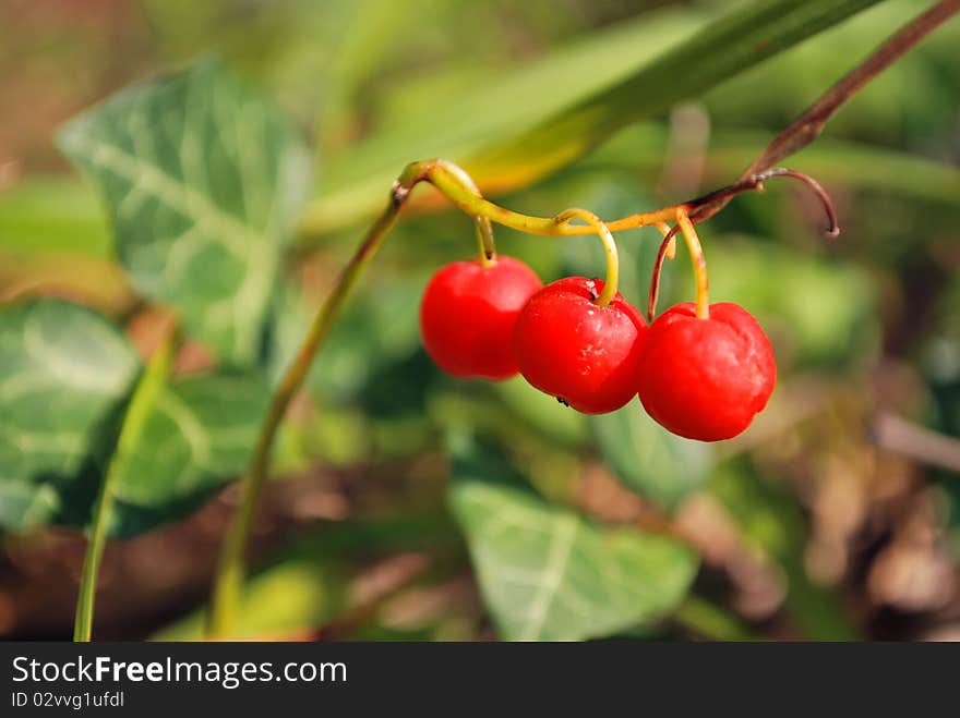 Wild Red Sloe