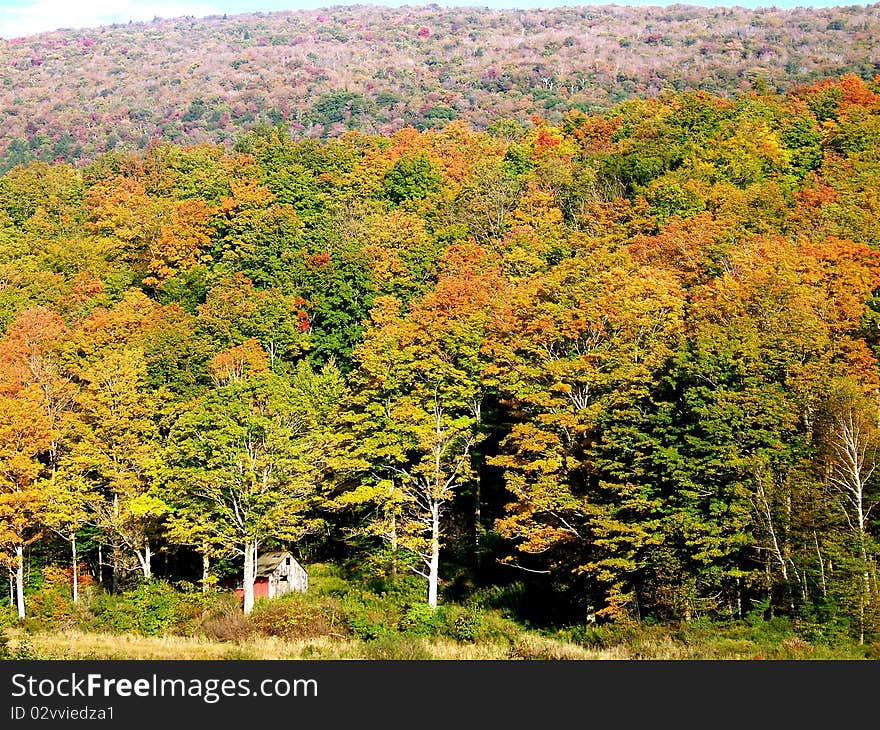 Cabin in the foliage