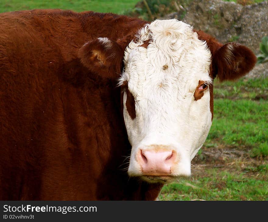 White Faced Cow