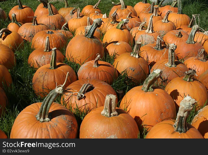 Pumpkins At Farm For Sale