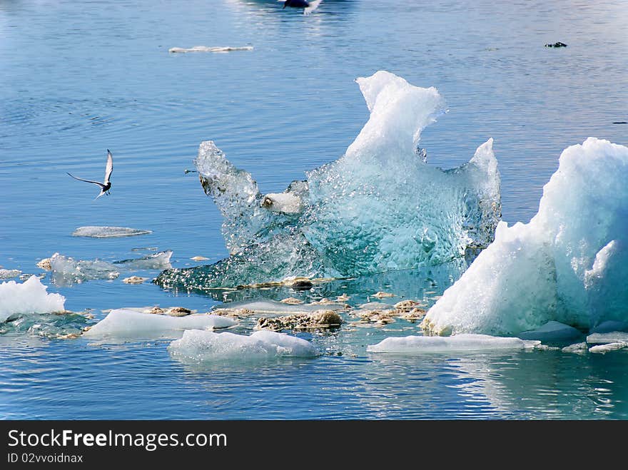 Jokulsarlon Iceberg With Bird