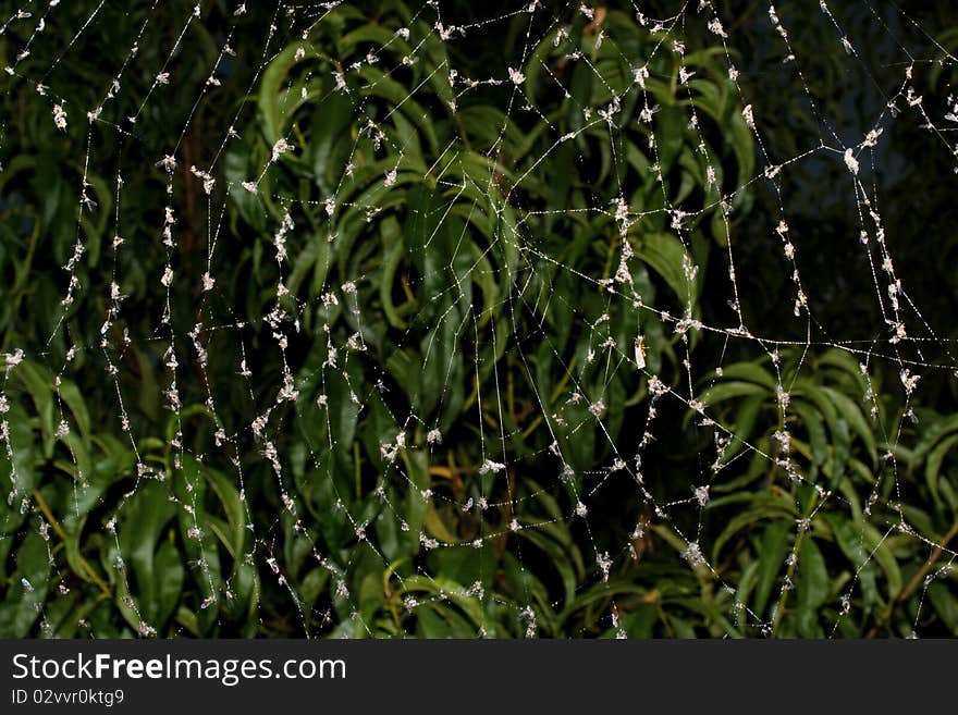 Web of a spider in which have got stuck midges against green foliage
