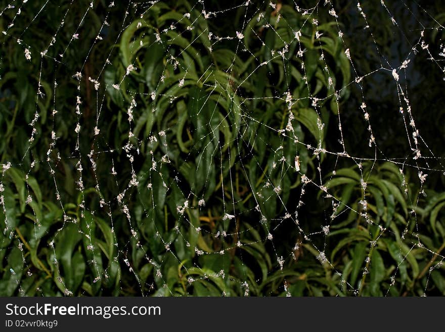 Web Of A Spider