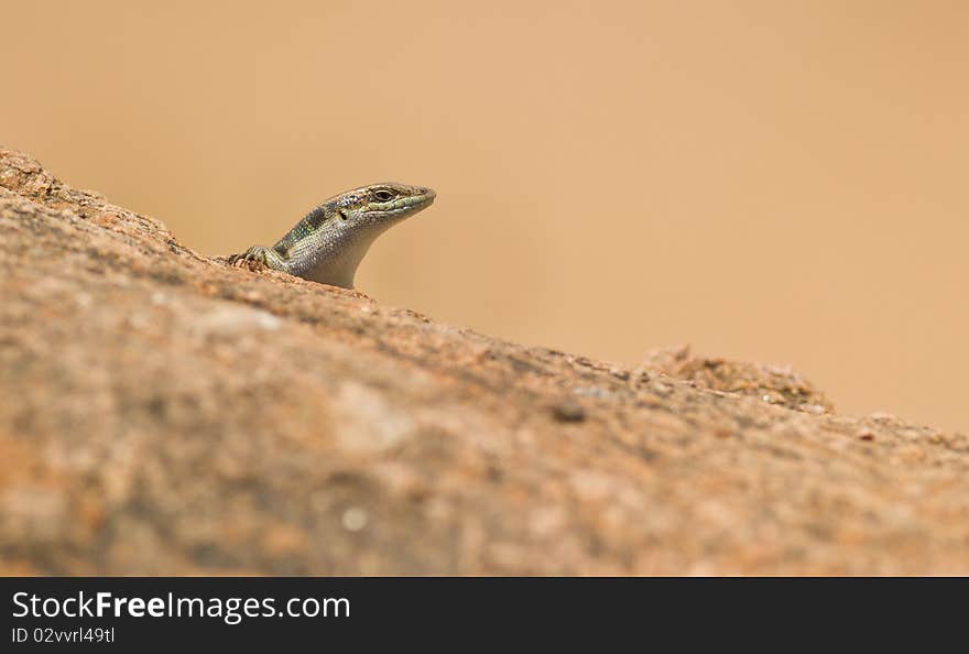 A skink looks carefully over the border of a rock before venturing to come out. Roaring Rocks hill in Tsavo national park , Kenya. A skink looks carefully over the border of a rock before venturing to come out. Roaring Rocks hill in Tsavo national park , Kenya.