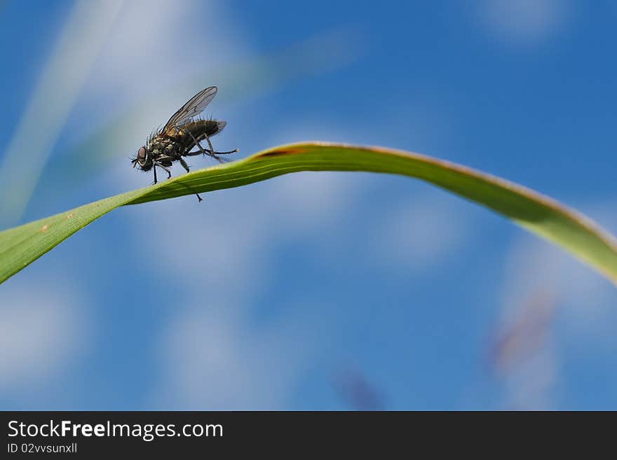 A fly sits on a blade of grass. From below photographed in direction to the sky. A fly sits on a blade of grass. From below photographed in direction to the sky.