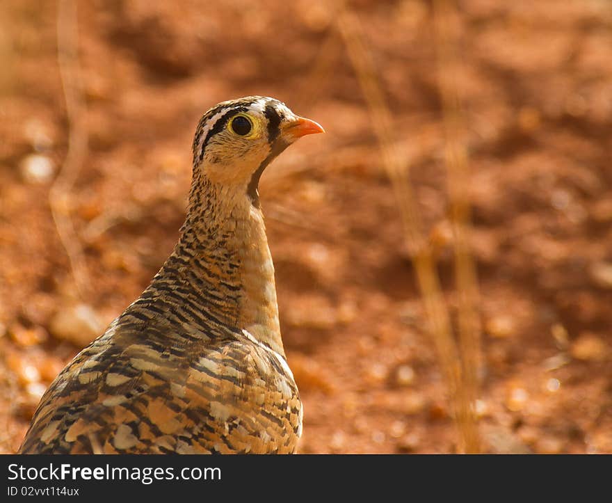 Well camouflaged, the Black-faced Sandgrouse is a shy bird of the savannah in Tsavo national park, it will take off immediately if disturbed. Well camouflaged, the Black-faced Sandgrouse is a shy bird of the savannah in Tsavo national park, it will take off immediately if disturbed.