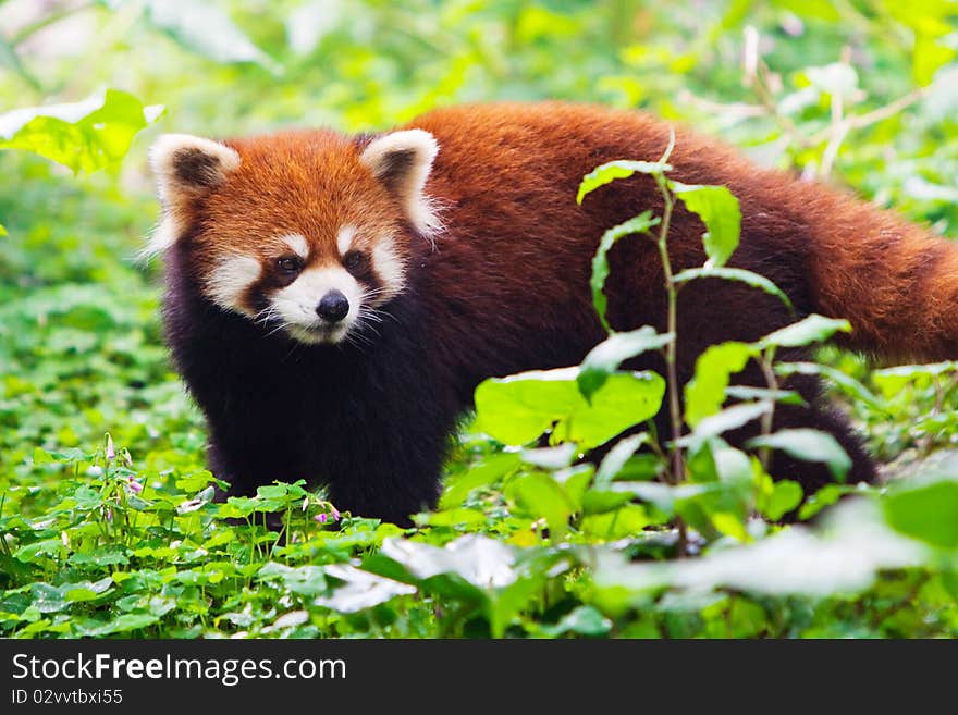 lesser panda(scientific name: Ailurus fulgens): It is a species of animal in the family Ailuridae and genus Ailuropoda. Male and female are similar and do not exhibit dimorphism. It looks like a cat in appearance, but is fatter than a cat, with a reddish brown body. Round face, short snout, with white markings on cheeks. Ears large, upright and forward. The limbs are thick and short, with a dark brown color. The tail is long, thick and fluffy, with 12 red and dark circular patterns The tail tip is dark brown. Metatarsal Both front and rear feet have 5 toes Asexual dimorphism. The skull is tall and round The auditory vesicles are relatively flat Incomplete development or absence of posterior orbital processes Sagittal ridge low Winged disc bone The upper palate is towering and arched, with a depression in the middle Middle pterygoid palatal constriction The coronal process is clearly hooked. lesser panda(scientific name: Ailurus fulgens): It is a species of animal in the family Ailuridae and genus Ailuropoda. Male and female are similar and do not exhibit dimorphism. It looks like a cat in appearance, but is fatter than a cat, with a reddish brown body. Round face, short snout, with white markings on cheeks. Ears large, upright and forward. The limbs are thick and short, with a dark brown color. The tail is long, thick and fluffy, with 12 red and dark circular patterns The tail tip is dark brown. Metatarsal Both front and rear feet have 5 toes Asexual dimorphism. The skull is tall and round The auditory vesicles are relatively flat Incomplete development or absence of posterior orbital processes Sagittal ridge low Winged disc bone The upper palate is towering and arched, with a depression in the middle Middle pterygoid palatal constriction The coronal process is clearly hooked.