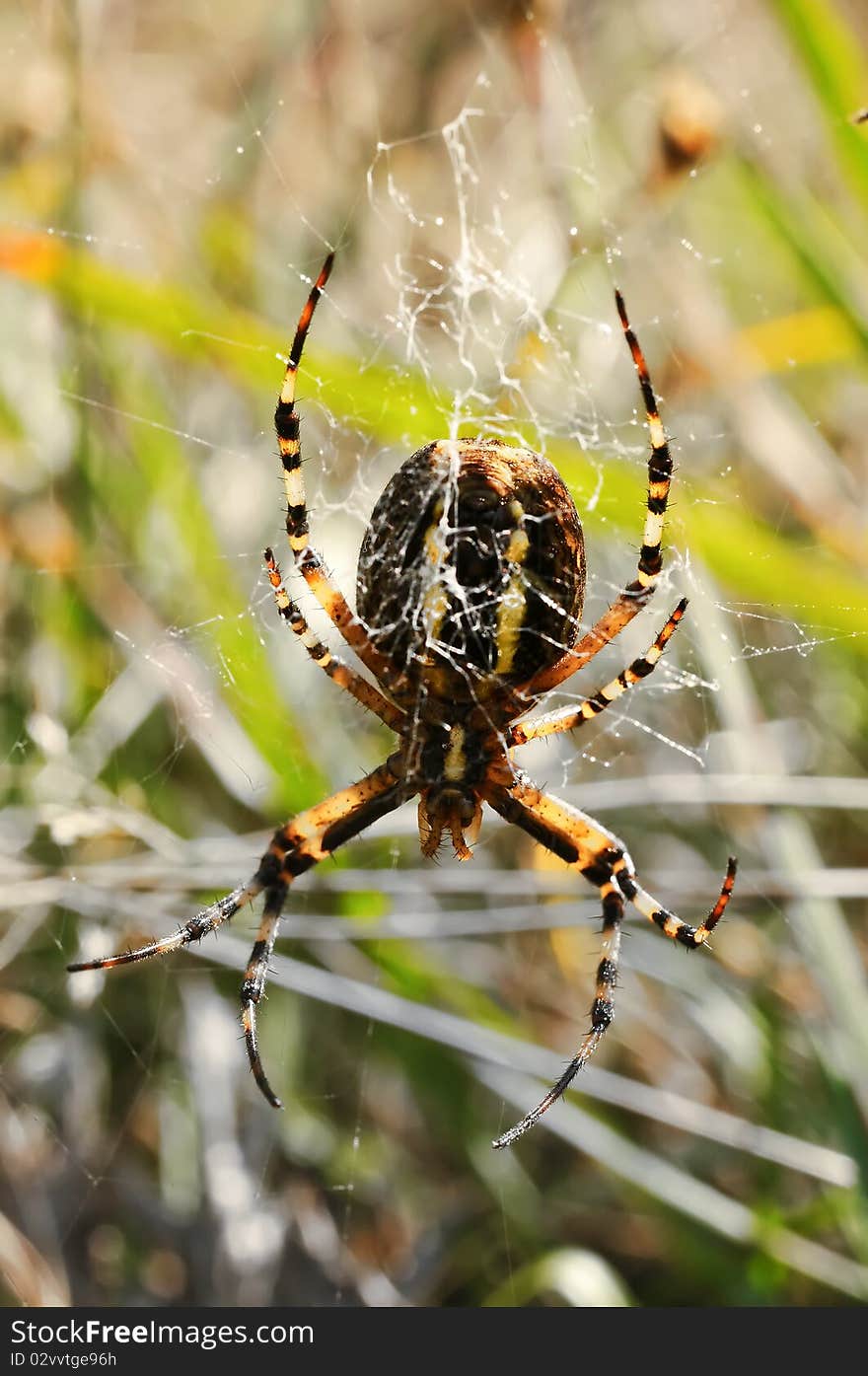 A wasp spider (Argiope bruennichi) in her net.