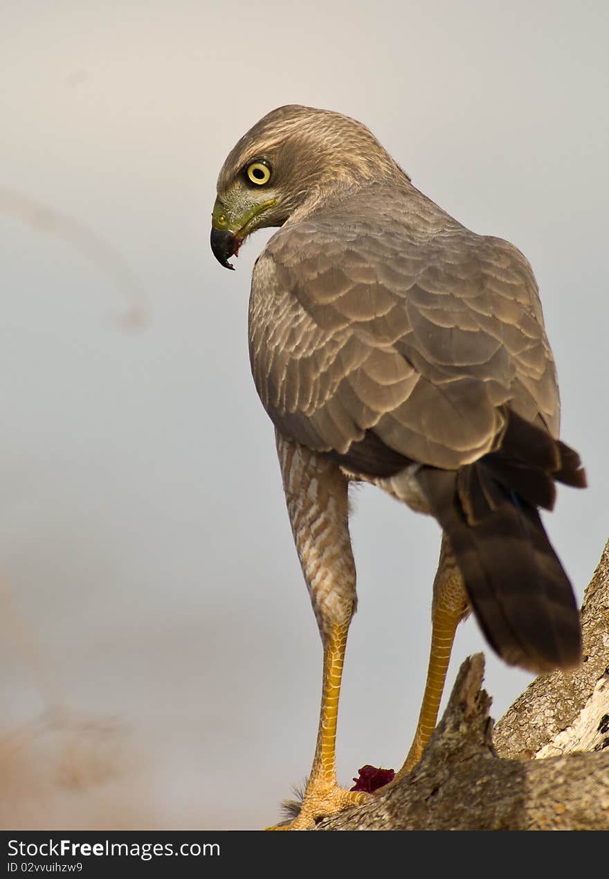 Close-up of an Eastern Chanting-goshawk