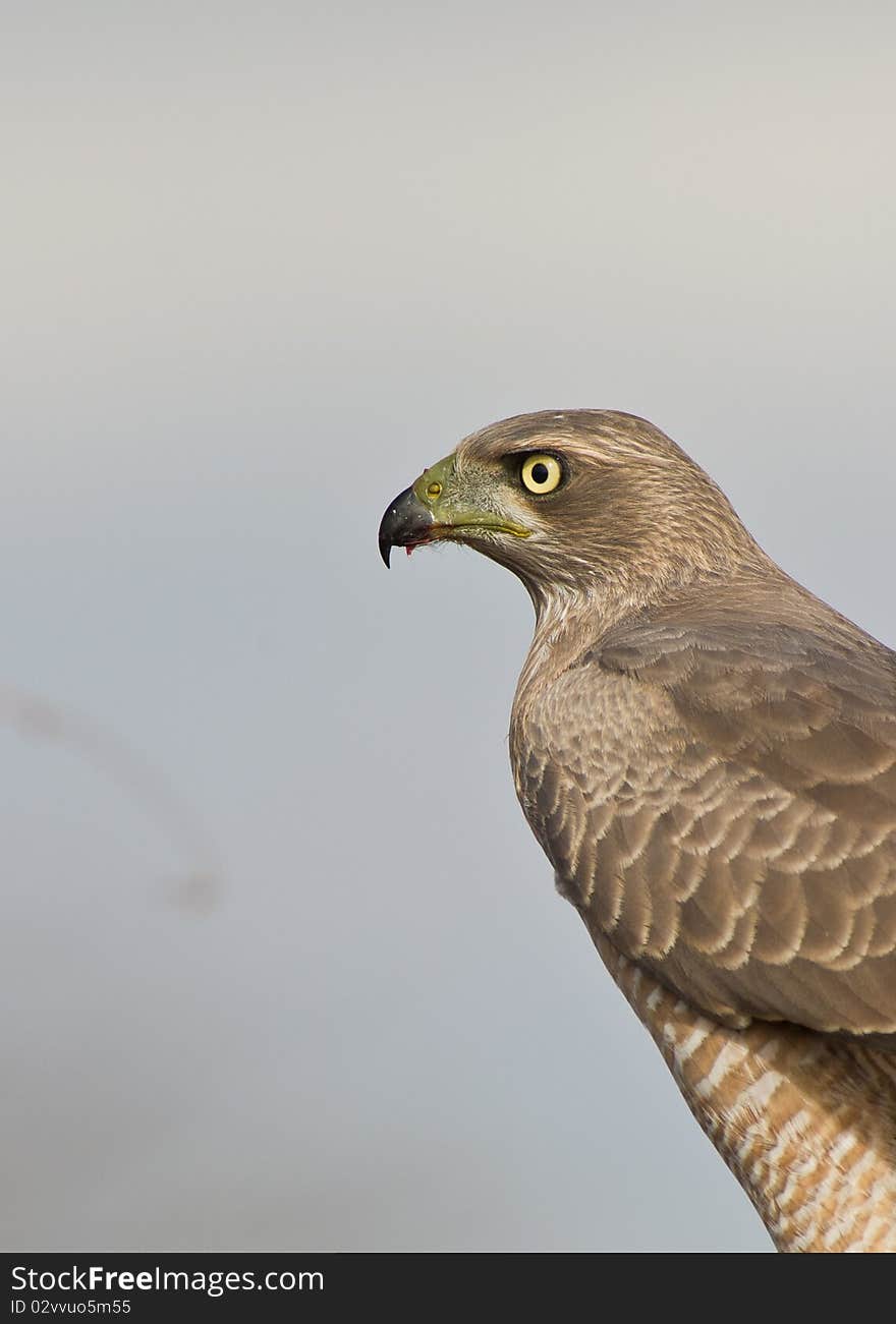 Portrait of an Eastern Chanting-goshawk