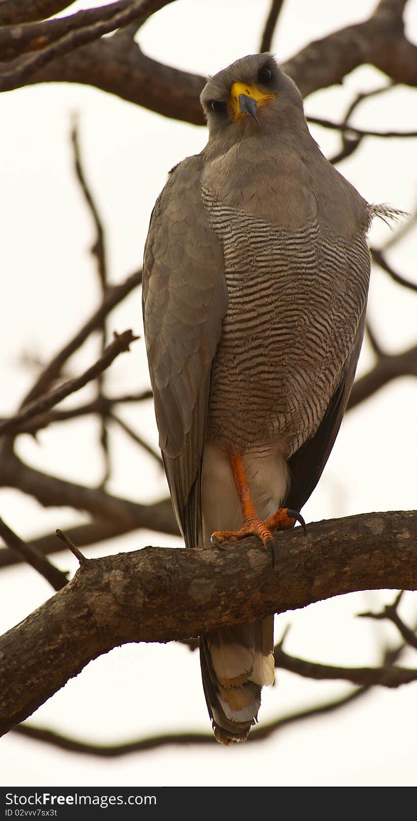 An Adult Eastern Chanting-Goshawk Resting