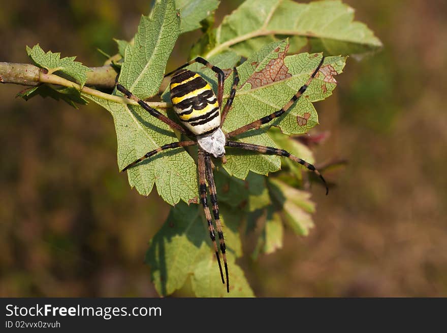 Yellow-black spider on the dead stick - Argiope bruennichi. Yellow-black spider on the dead stick - Argiope bruennichi