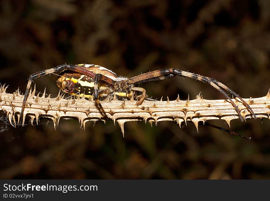 Wasp spider / Argiope bruennichi